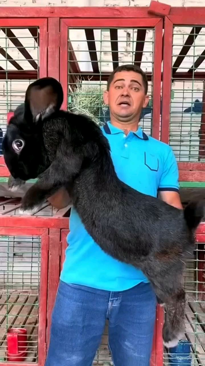 巨型兔子 巨型花明兔 弗兰德巨兔 肉兔