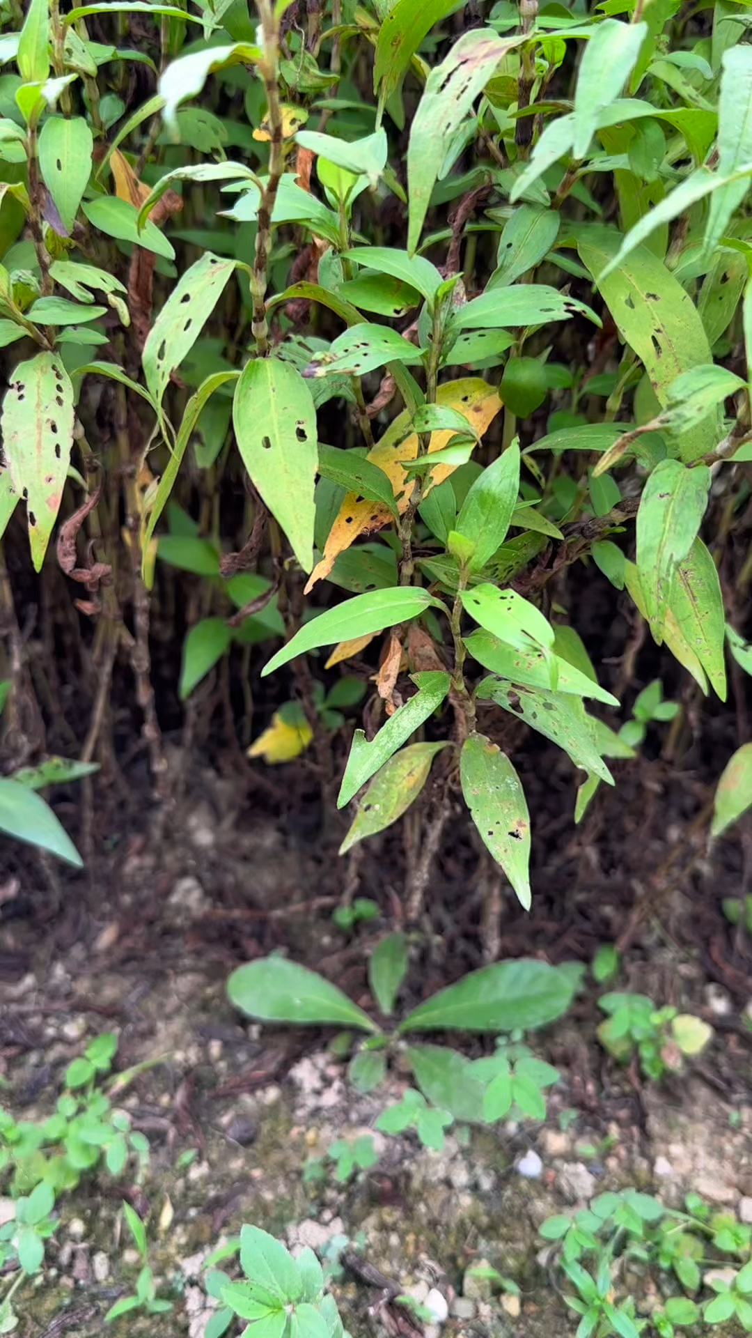 香蓼也叫香柳、鸭香草,和辣蓼草是同科植物