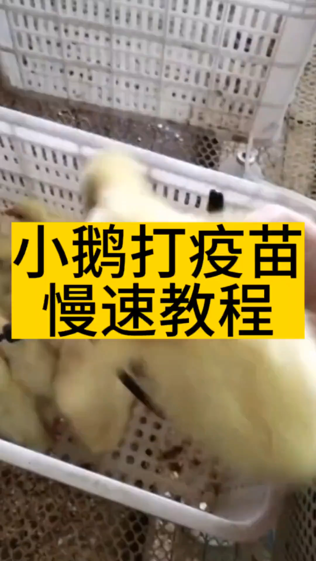 小鹅打疫苗正确手法!