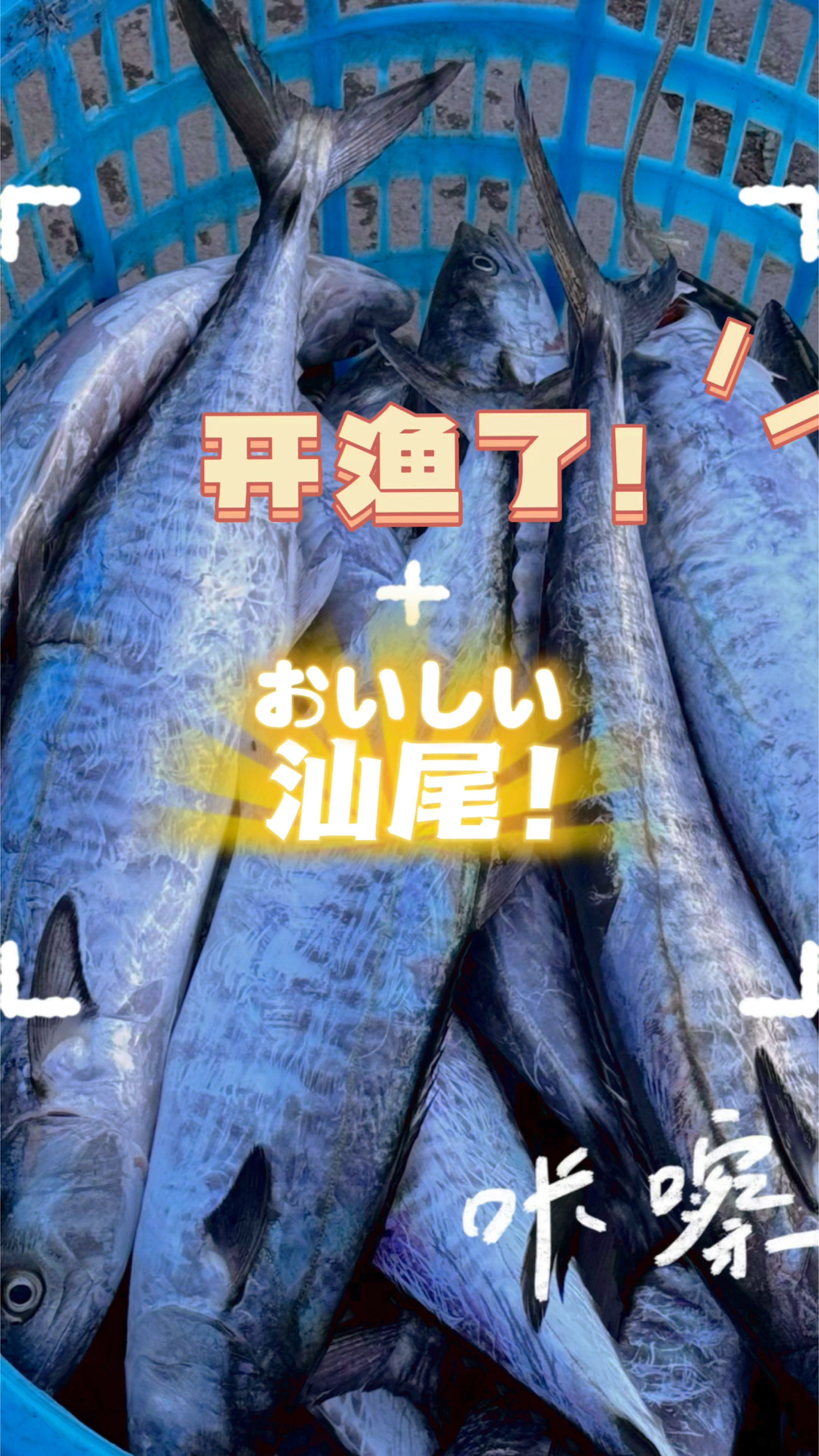 南海开渔了,汕尾新鲜的马鲛鱼上岸啦!