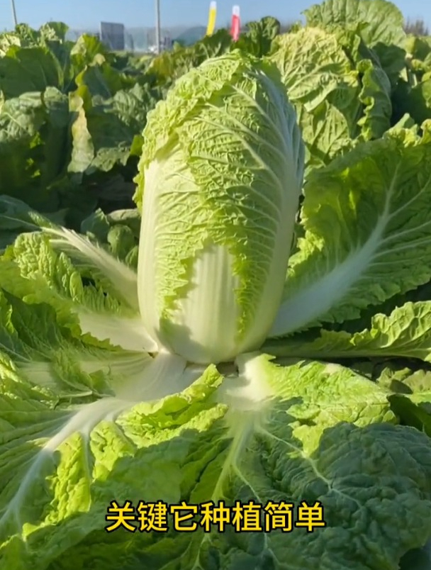 这种大白菜比猪仔还要重,棵棵十八斤,一个星期都吃不完!