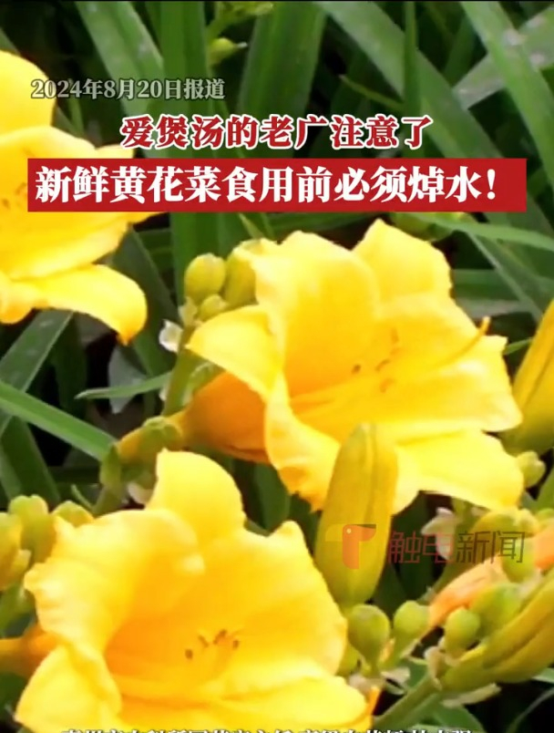 黄花菜作为常见菜品,富含膳食纤维,有助于调解血脂、稳定血糖。但新鲜黄花菜中含有秋水仙碱,被
