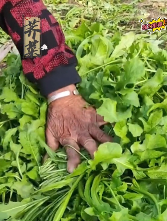 农村遍地可见的野菜,撒籽就活,自己在家也能种