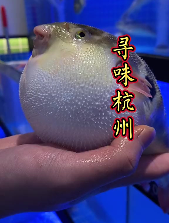 这家店臭豆腐跟河豚的组合,一臭一鲜,风味绝佳,河豚皮有刺