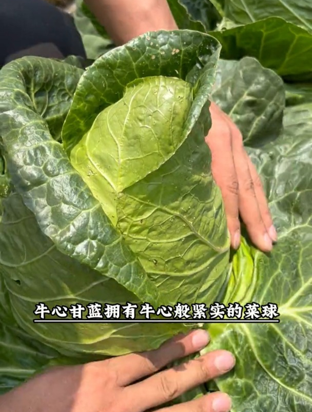 早熟甘蓝品种,耐寒受低温,牛心甘蓝深受市场欢迎!