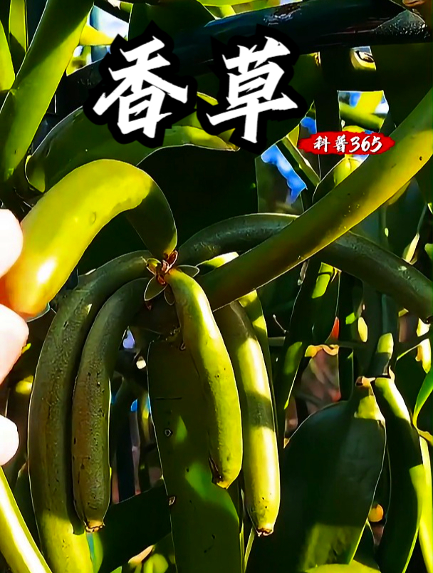 香草也叫香子兰、香兰草,在古代香草是非常珍贵的香料