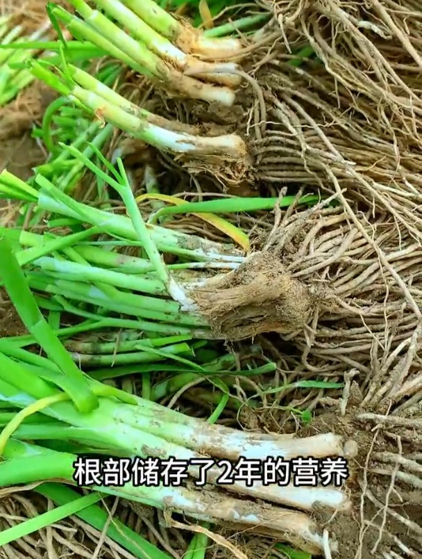紫根宽叶韭菜根,种一次一年吃20茬!