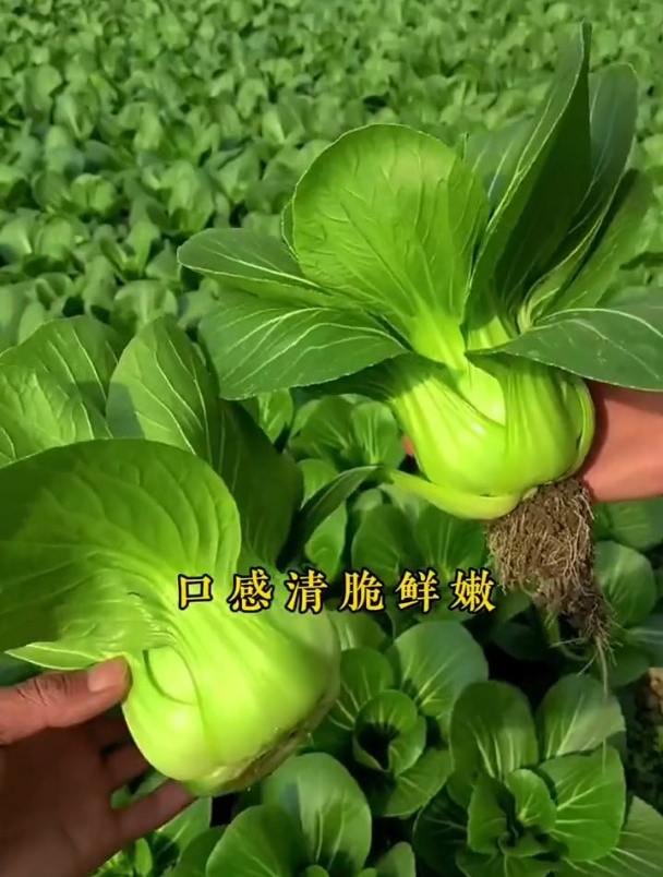 上海青又叫小油菜,一个月就能收获,寒冬腊月都死不了!