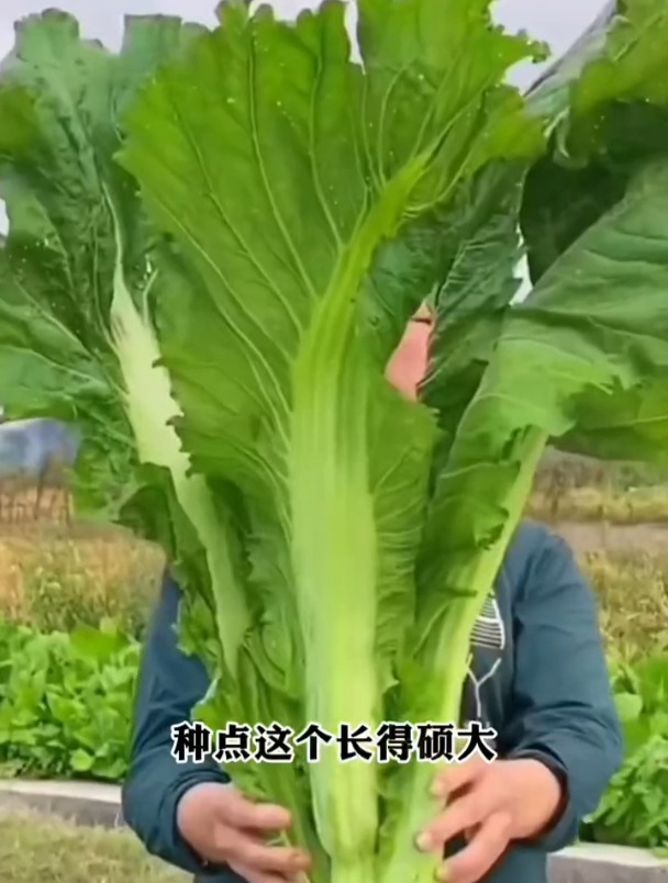 一棵长到半人高,包心芥菜甚少见,叶子常用来腌制酸菜!