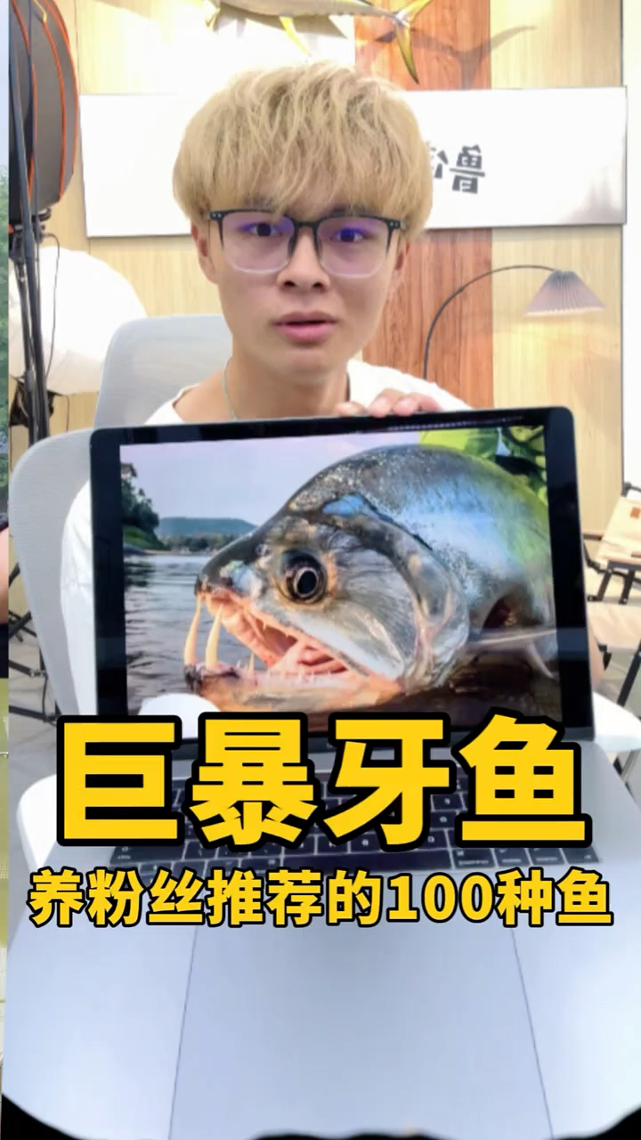 养100种粉丝推荐的鱼-巨爆牙鱼!