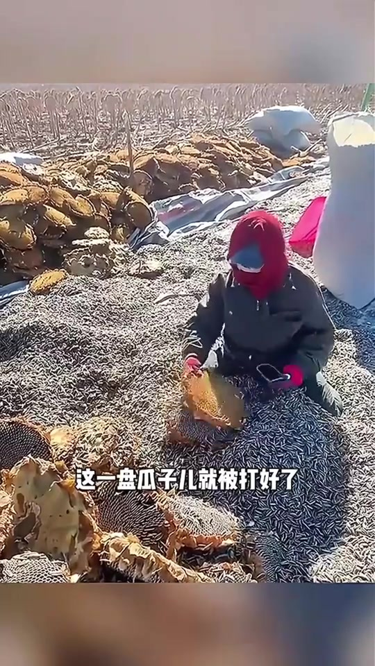 农村打瓜子,还挺解压呢