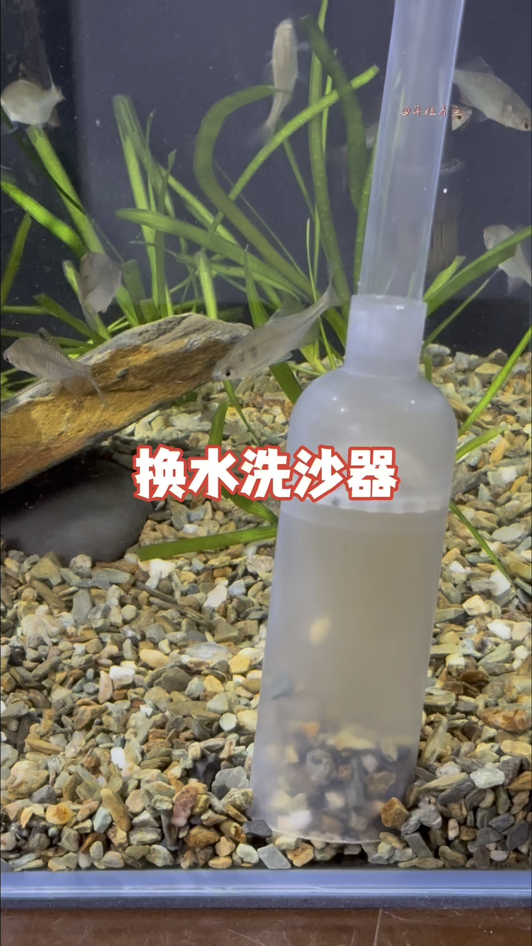 一个十几块钱的东西就能让你轻松洗沙,是一个养鱼必备品#水族
