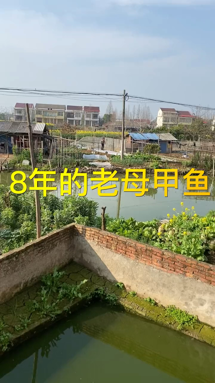 8年以上的老母甲鱼