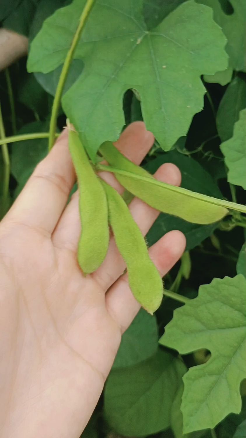 豆类究竟是蔬菜还是主食?