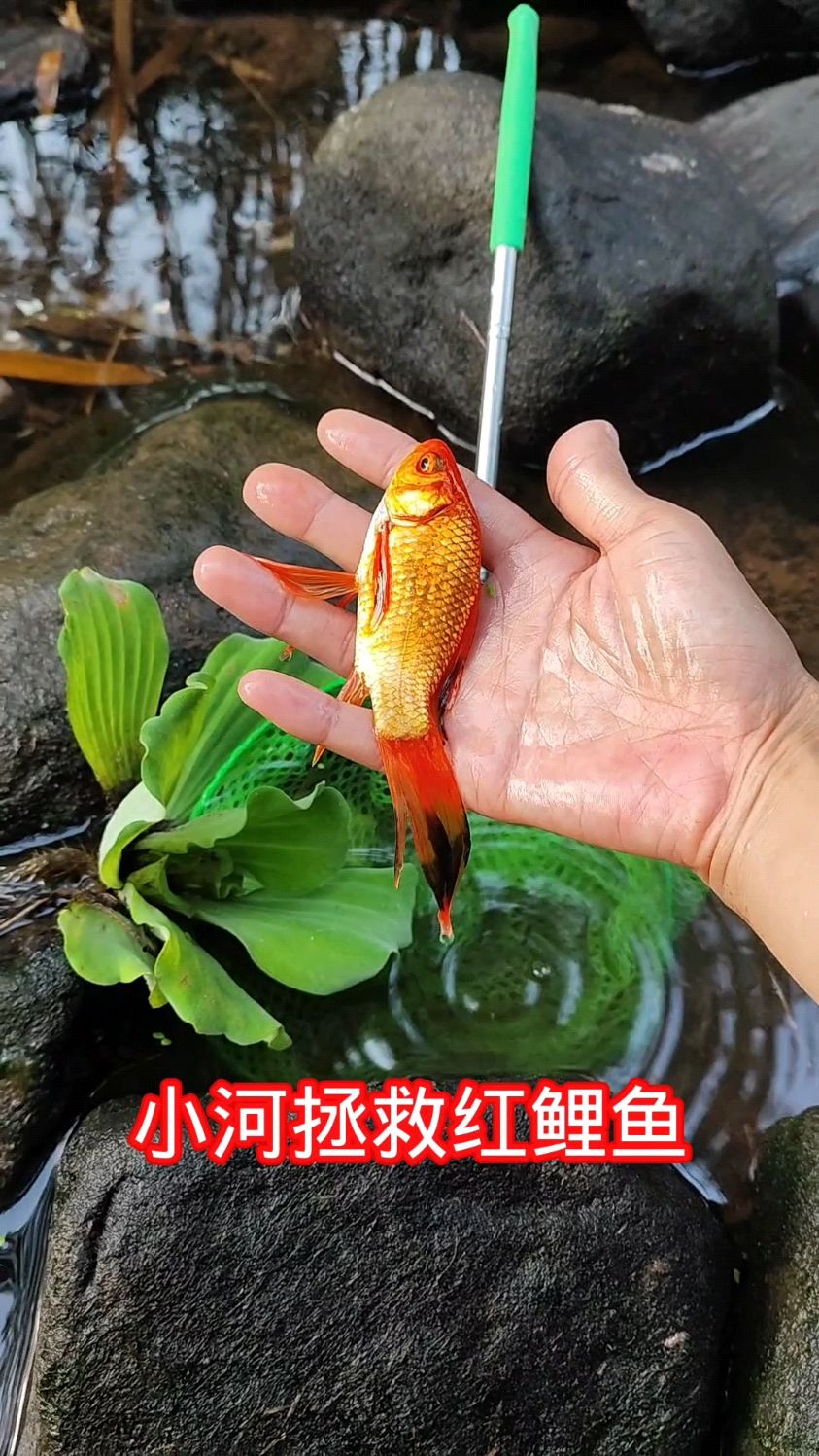小河拯救的红鲤鱼