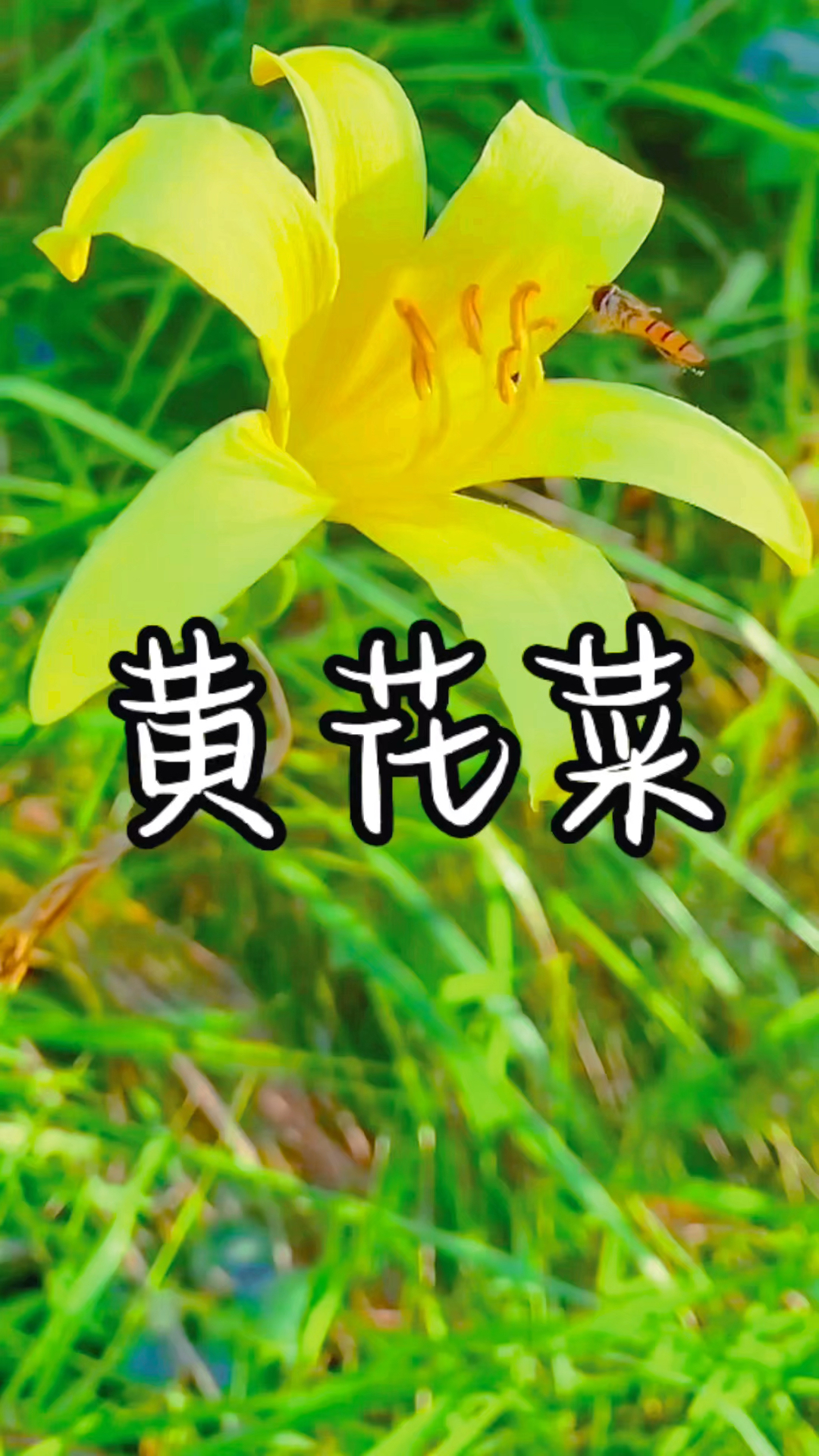 黄花菜你吃过吗?你知道她有什么功效吗?我唱给你听