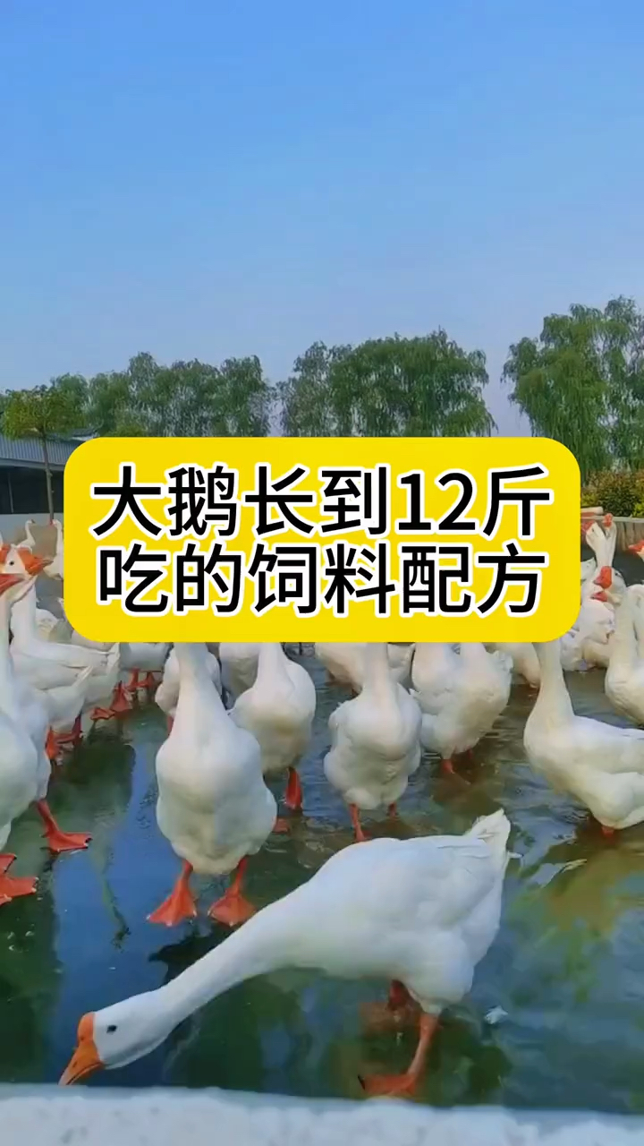 让鹅变大的饲料配方!