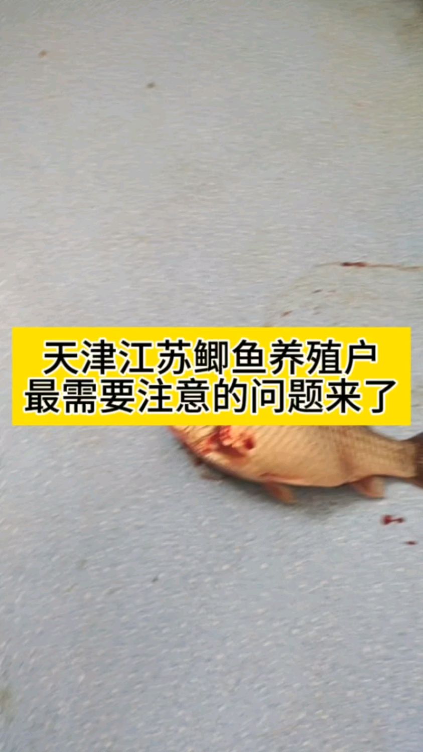 江苏鲫鱼养殖户需要注意的问题来了