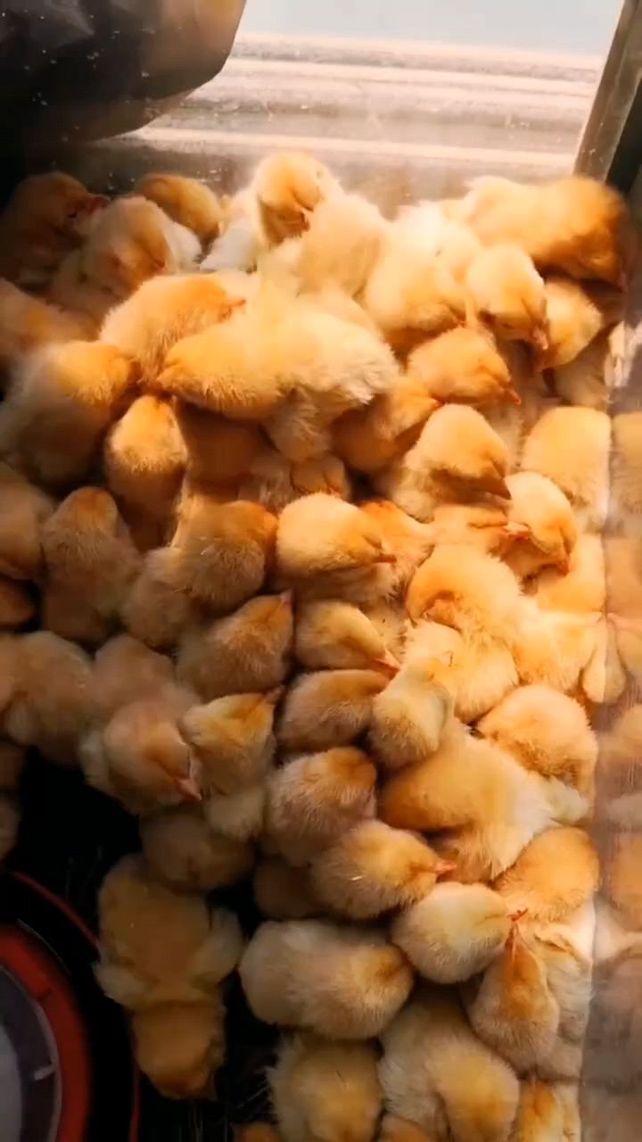 刚出壳小鸡怎么喂成活率高