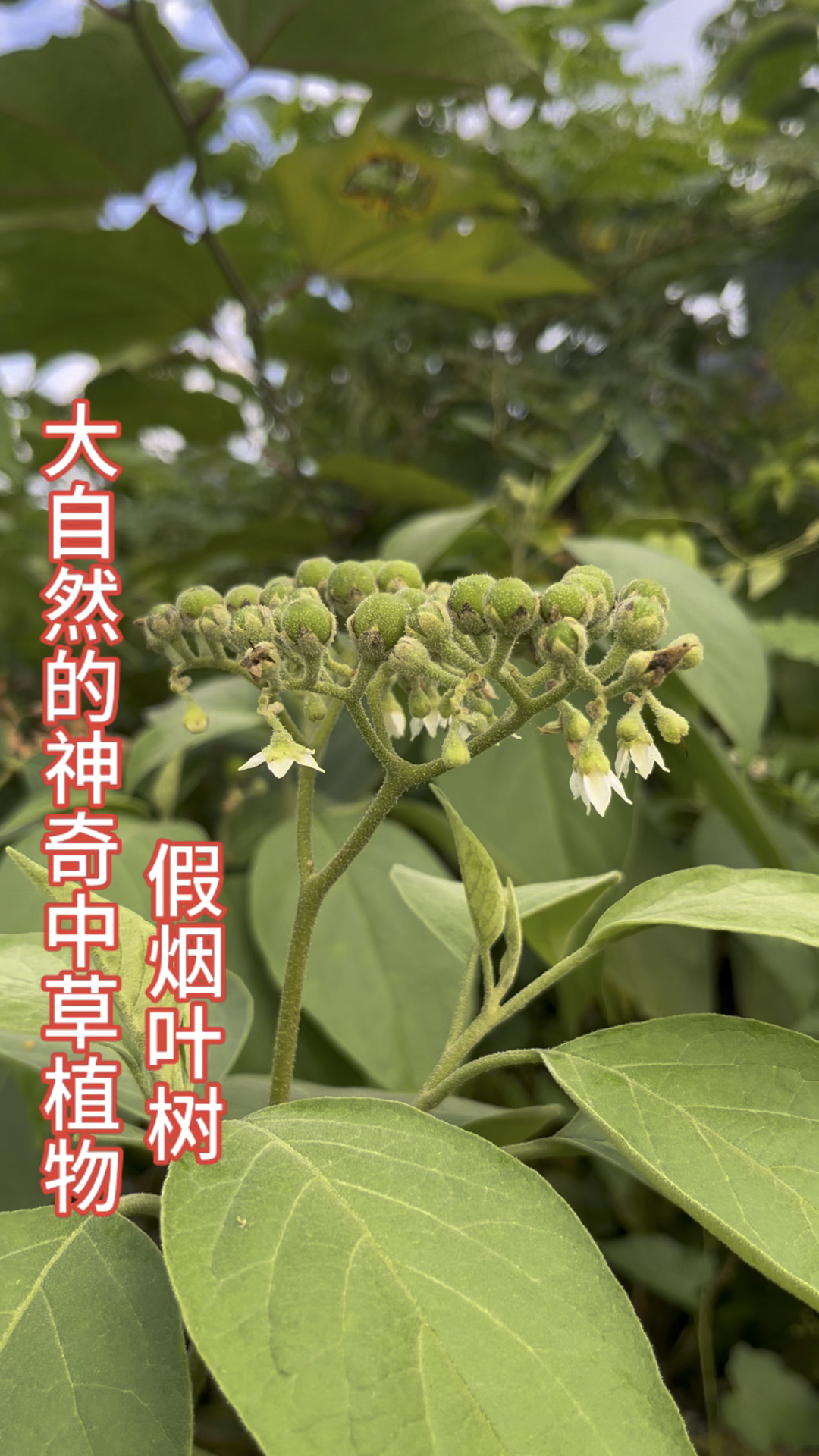 假烟叶树-可以做咖喱的一种草本植物