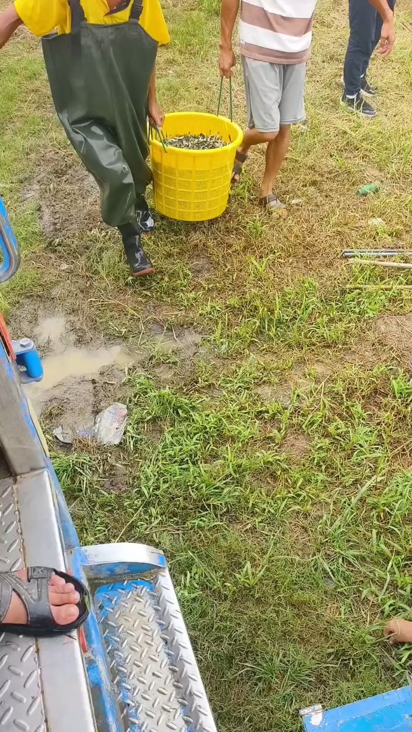 #三农#淡水鱼苗养殖基地#草鱼苗