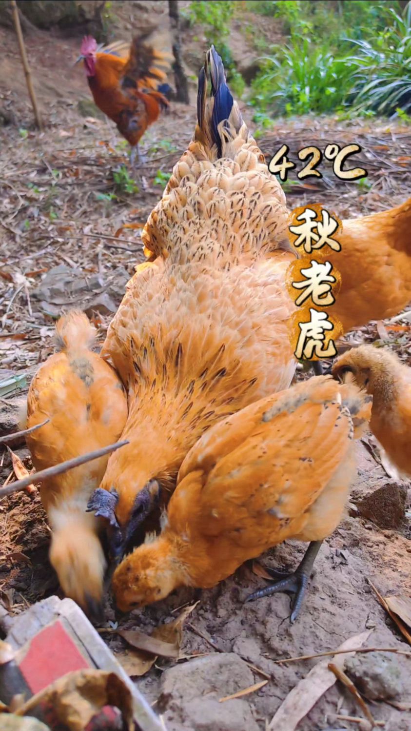 面对40多度的高温,竹林里的黄羽乌骨鸡依然淡定优雅
