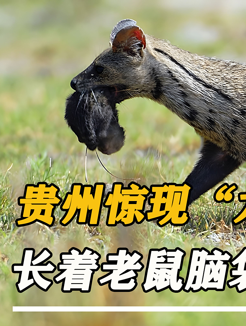 贵州惊现“九头尾”怪!长着老鼠脑袋豹子尾,30只鸡鸭一夜杀光