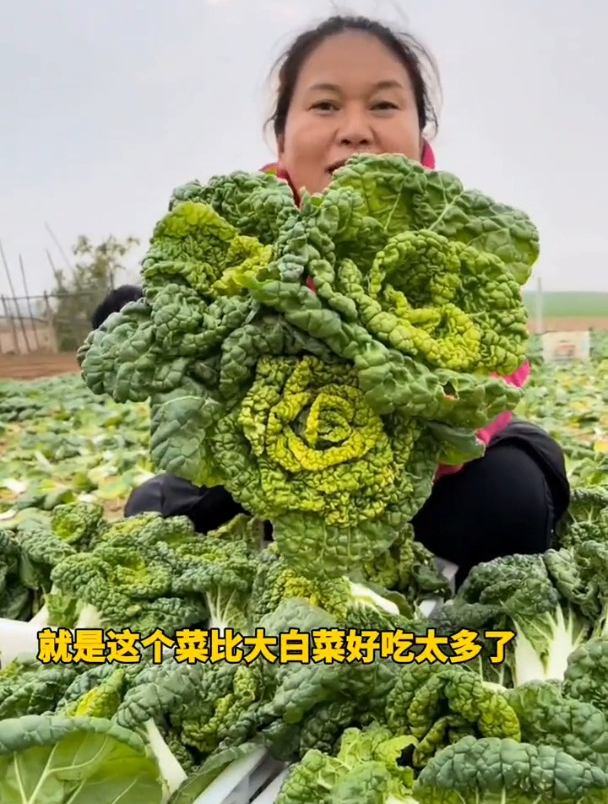 乌塌菜耐热耐寒,大雪纷飞照样生长,营养十分丰富