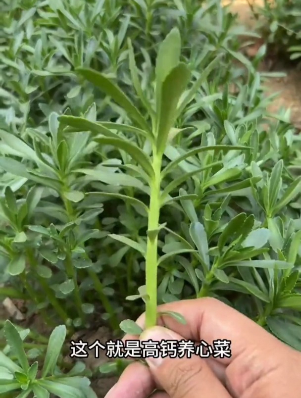 养心菜又叫三七,以前是一种野草,现在价值很珍贵