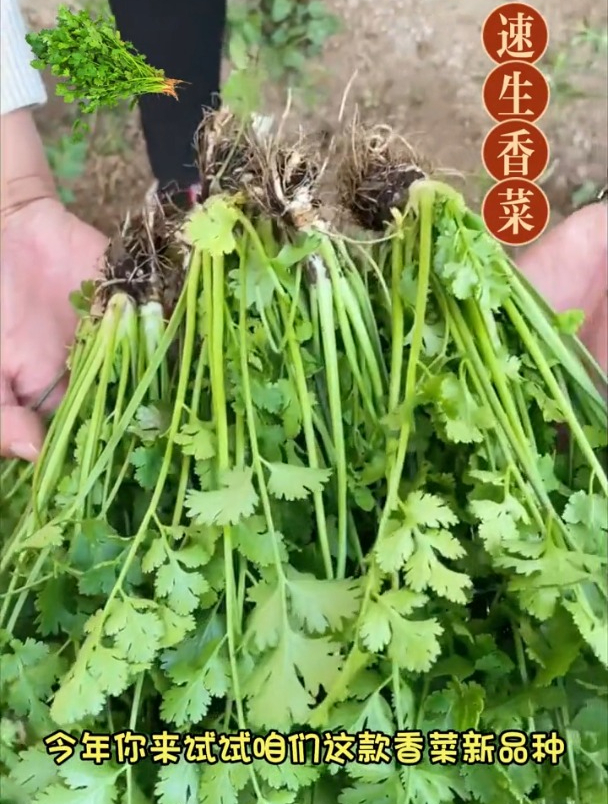 速生香菜三天发芽、长得快,味道比普通香菜浓郁很多