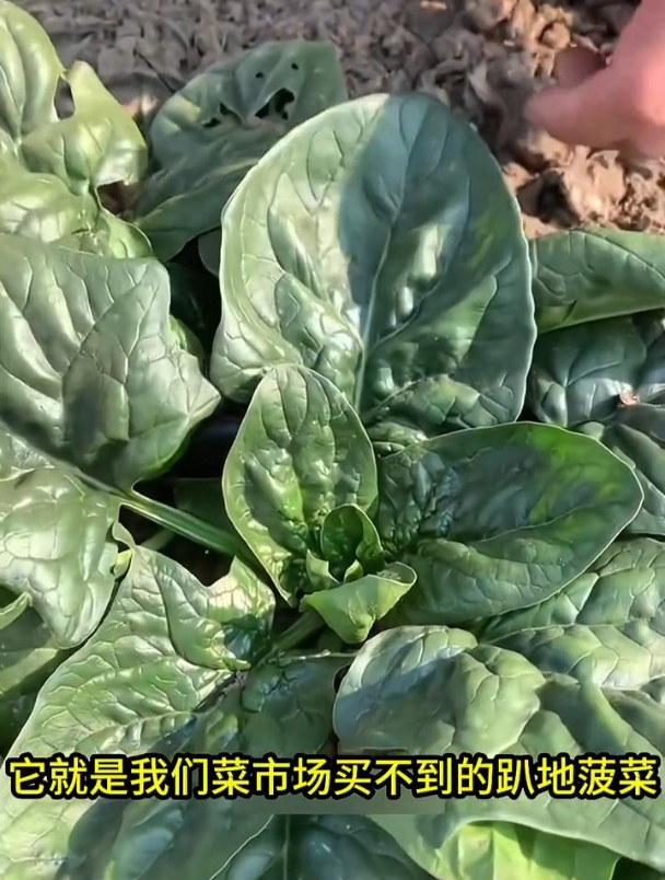 市场买不到的品种,趴地耐寒菠菜,种植却很简单!