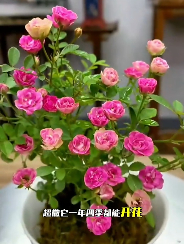 新型超微月季,抗病性强,花朵迷你却能开出百十朵