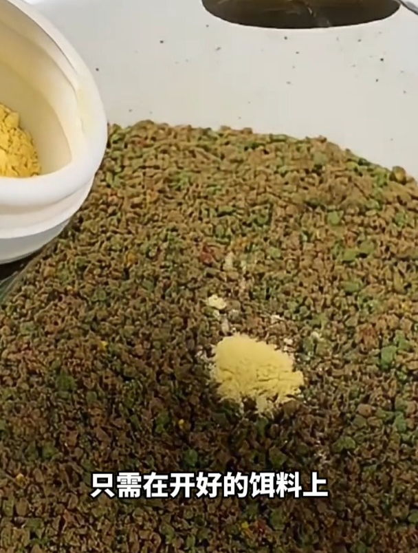 黑坑野钓的爆护秘诀原来在这里,大板鲫大鲤鱼狂拉到手软!