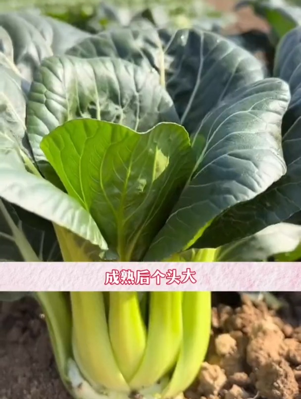 这种黑叶小青菜,撒把种子就能活,耐热不易招虫!