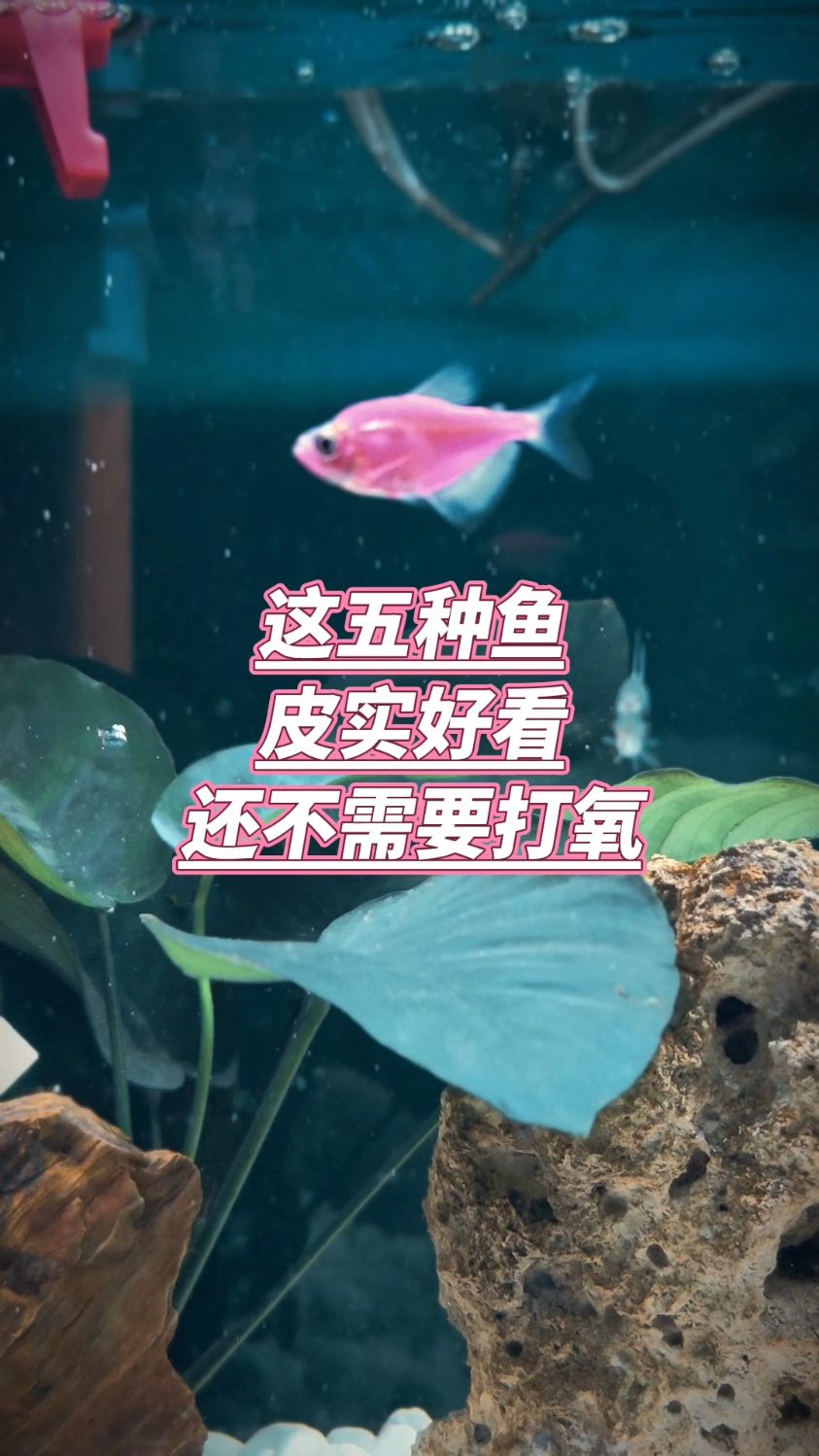 这五种鱼皮实好看还不需要打氧