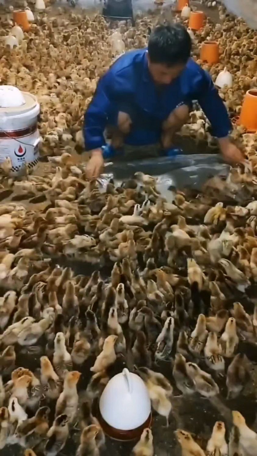刚出生的小鸡怎么喂成活率高