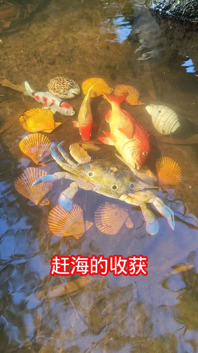 赶海的收获:收获了很多鱼虾蟹