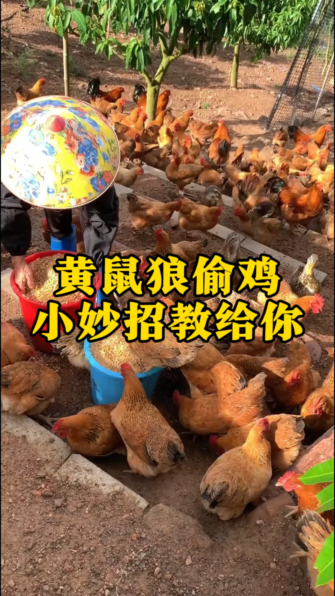 黄鼠狼经常偷鸡,农村姑娘有高招