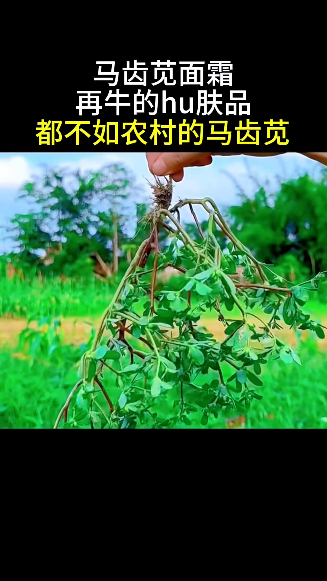 农村这个马齿苋竟然有这么多好处,很多人都不知道,快来看看吧~