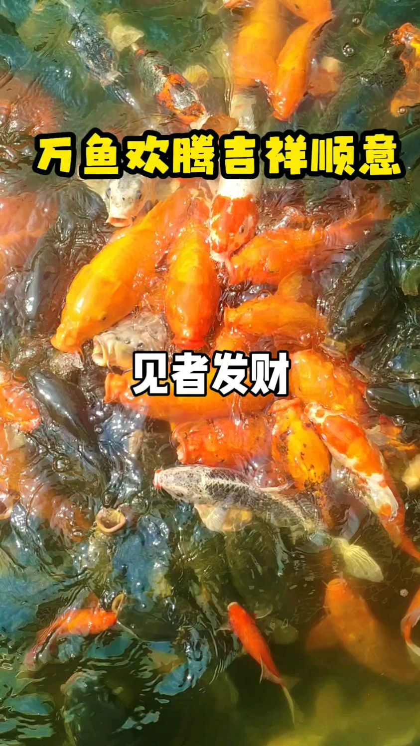 万鱼欢腾见者发财