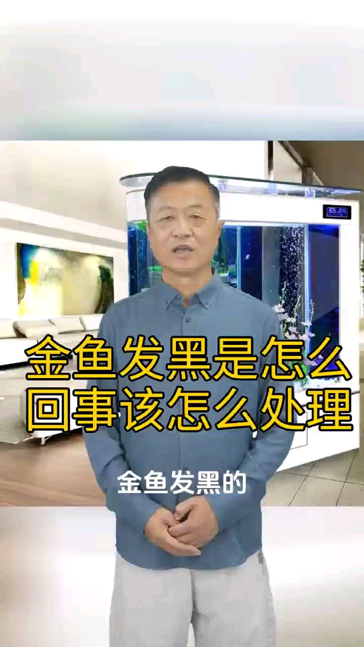 金鱼发黑是怎么回事该怎么处理
