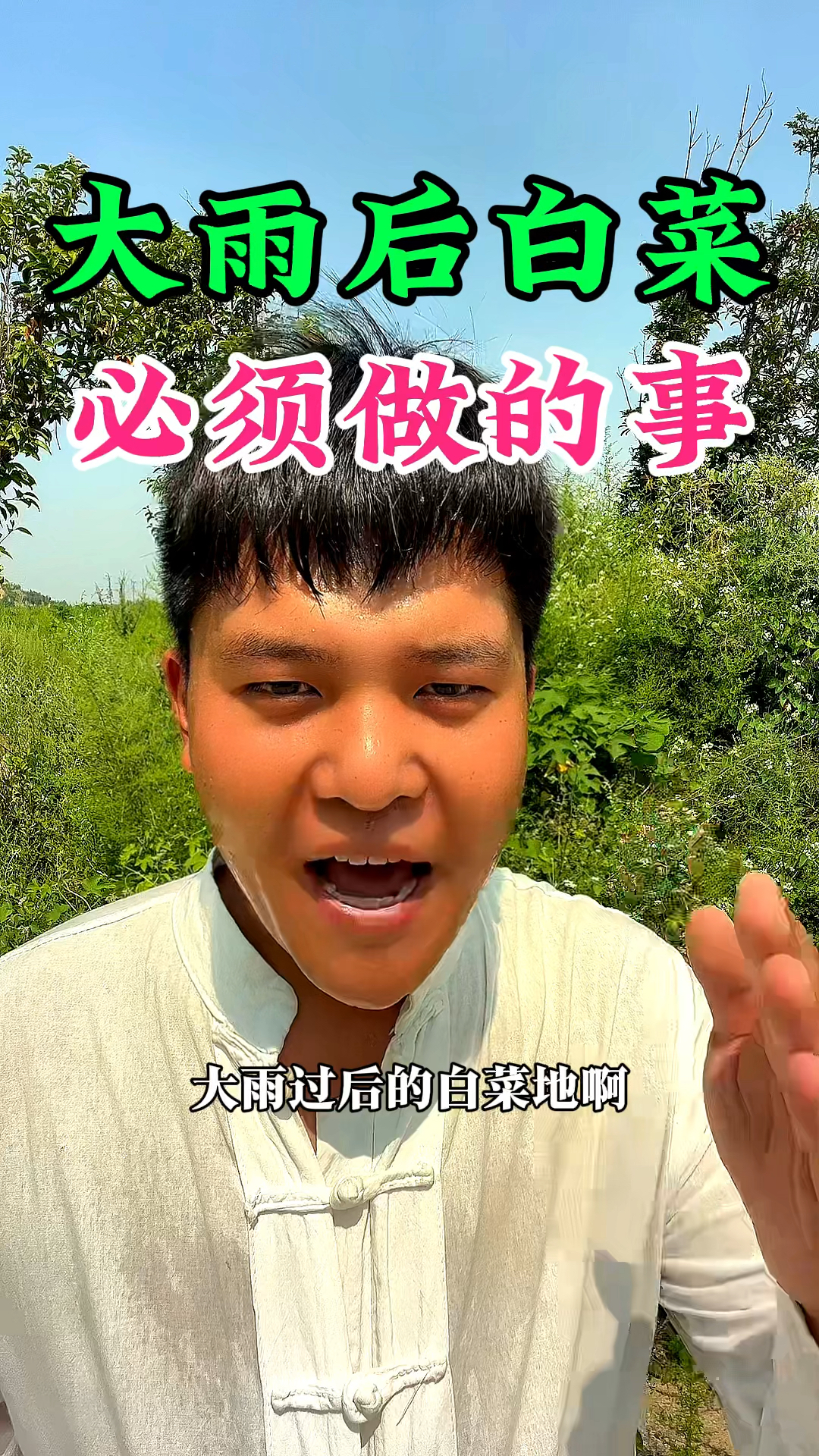 大雨过后的白菜地,必须要做的四件事情