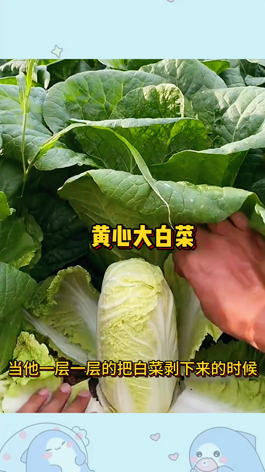 黄心大白菜,剥的太浪费了