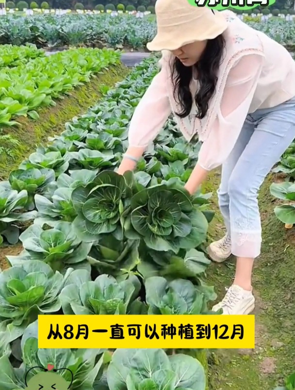 耐寒性好不生虫,黑叶小青菜比肉香,从播种到收获才需20多天!