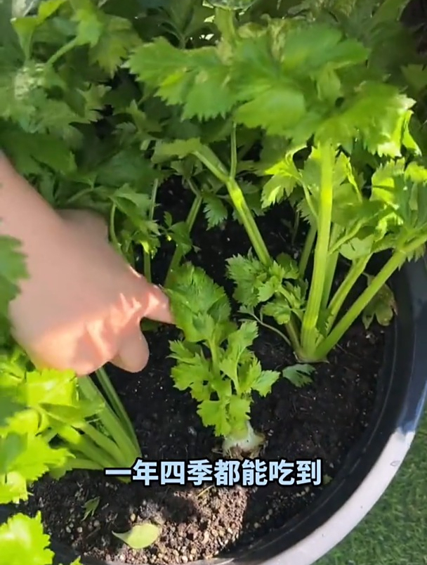 在家里种芹菜,用根苗移栽,出苗快长得又肥又嫩!