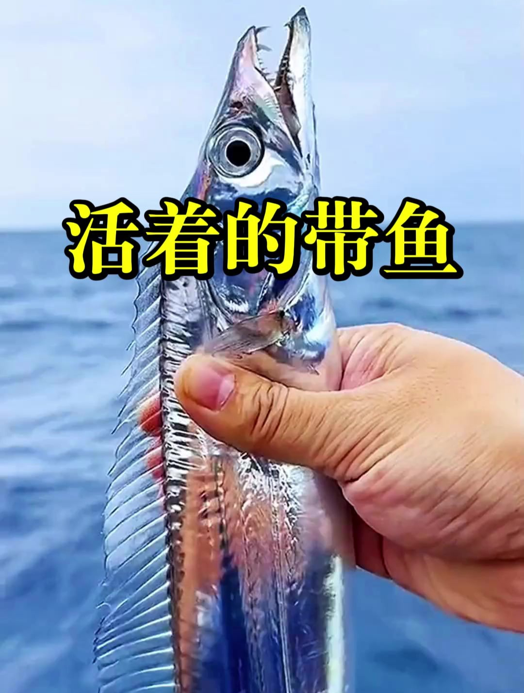 平时市场看到的都是冻硬的带鱼,第一次见活着的