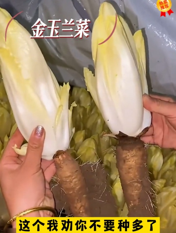 金玉兰菜营养赛牛肉,外面买不到,种植却很简单!