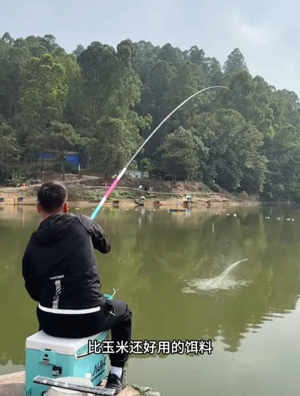 钓大个体鲤草青鱼用颗粒饵还是粉饵效果好?钓友现场实测!