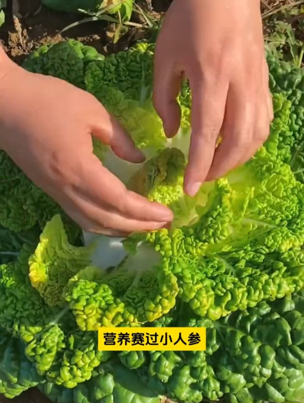 乌塌菜也叫黑塌菜,越冷口感越好,秋播可别落下它