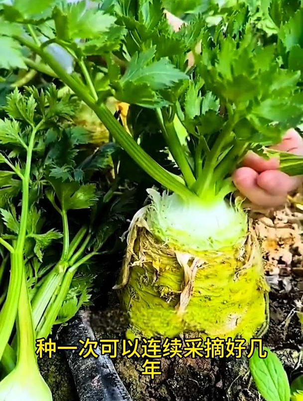 新品种根芹,一棵吃三五年!